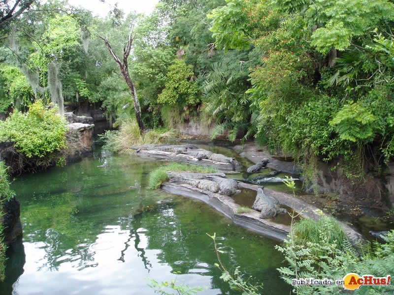 Animal Kingdom 08