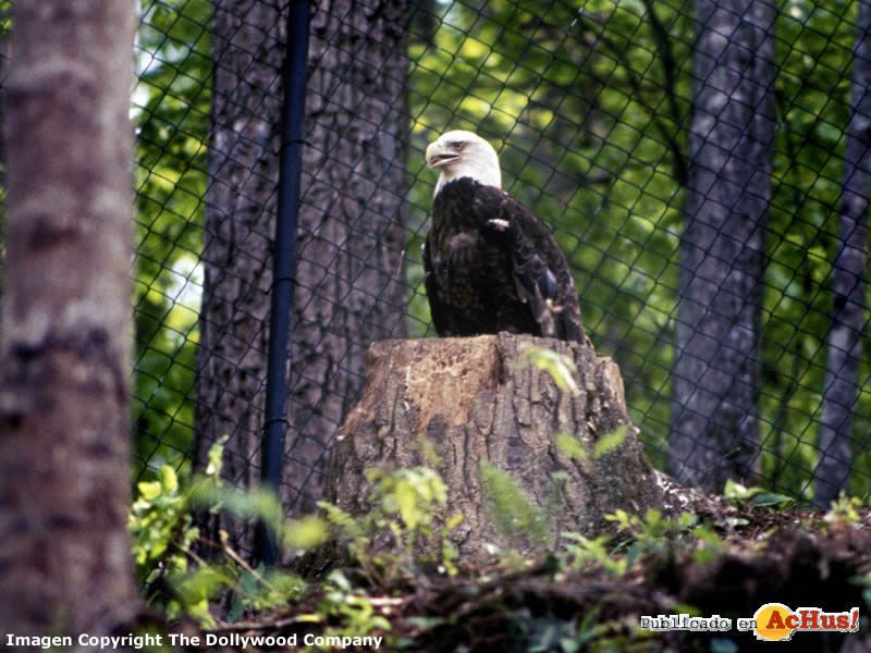 Eagle Mountain Sanctuary
