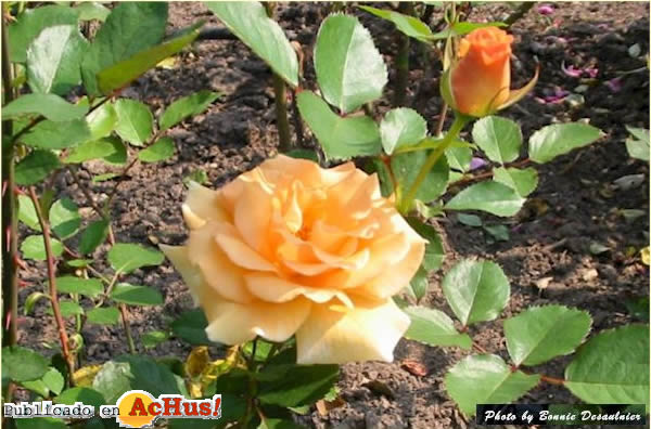 Golden Orange Rose