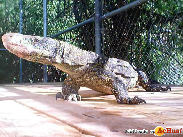 Alligator Farm 04