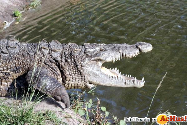 Gatorama 01