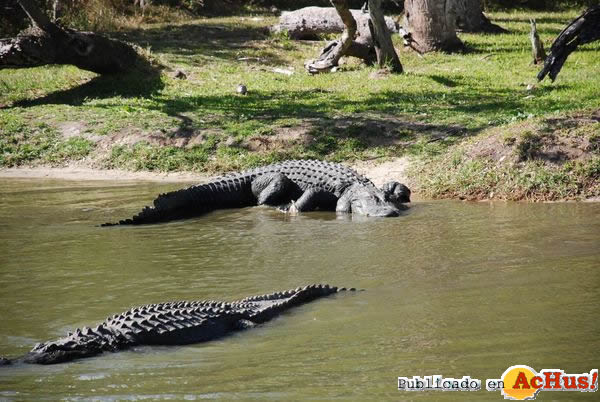 Gatorama 08