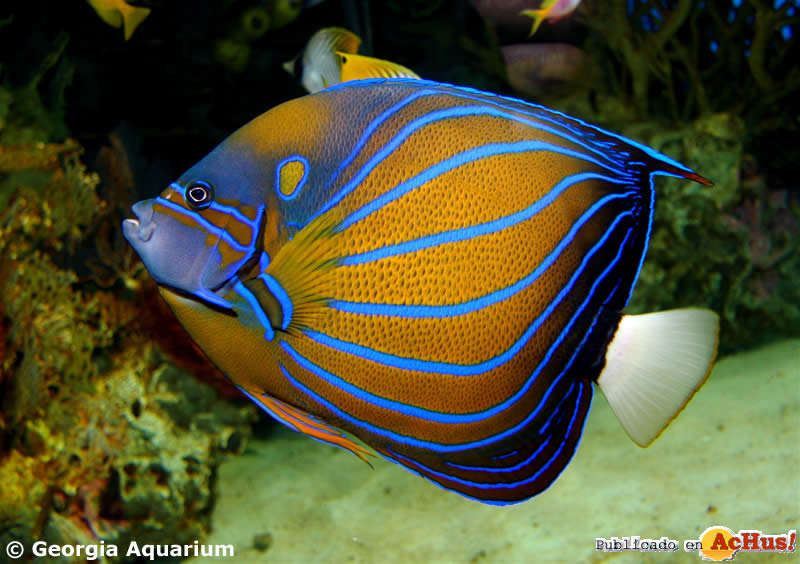 Angelfish