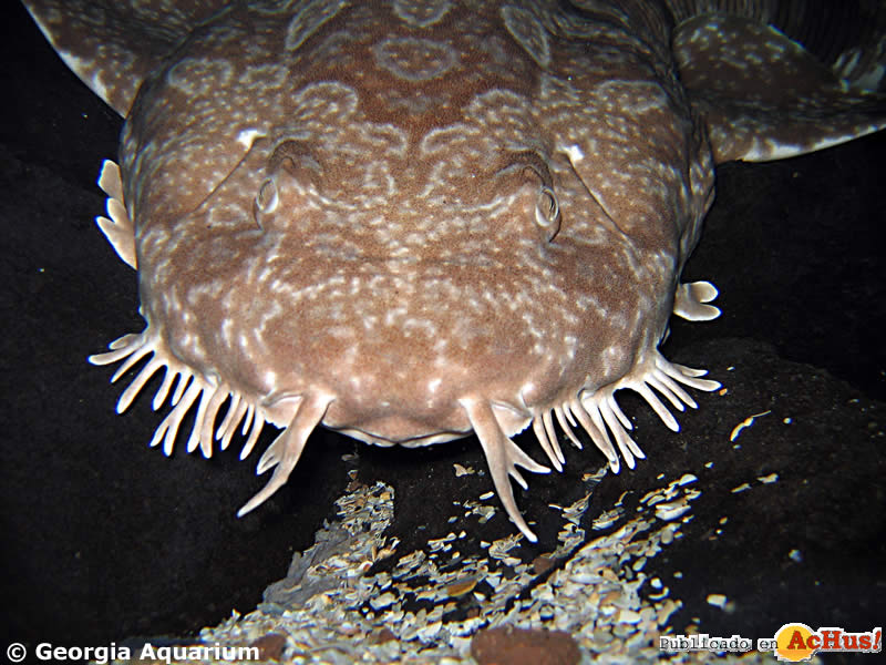 Wobbegong