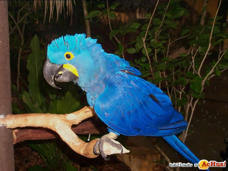 cosmo