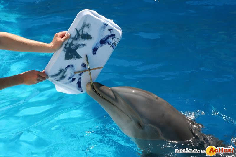 dolphin