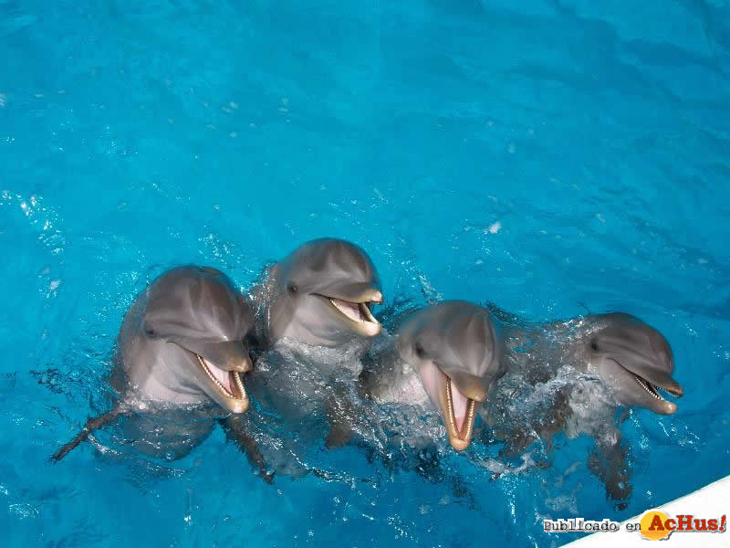 dolphins
