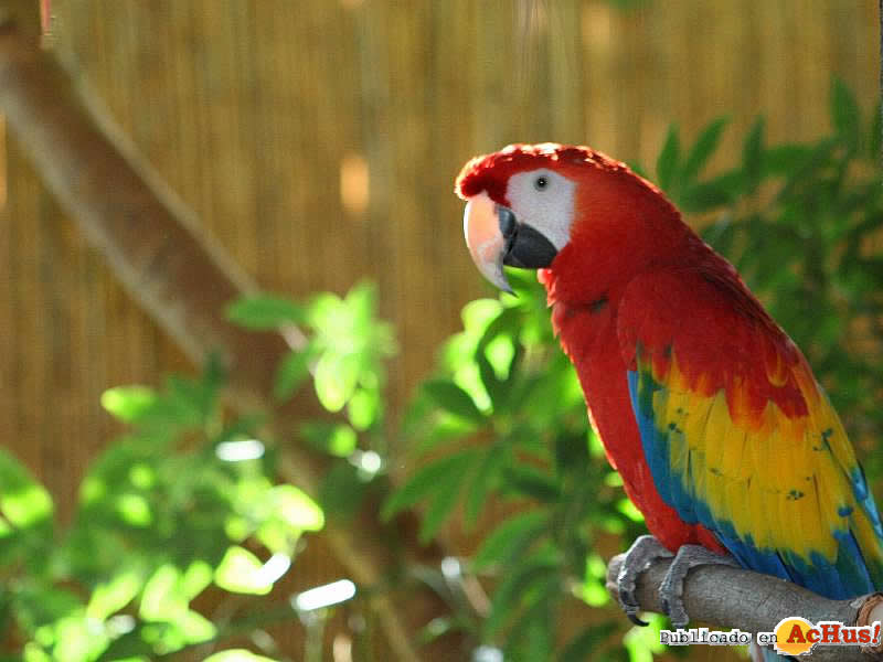 guacamayo