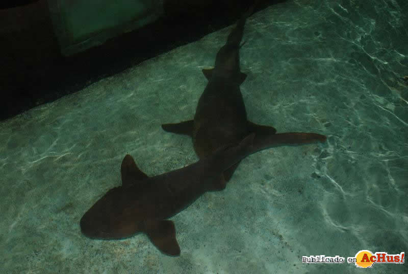 sharks