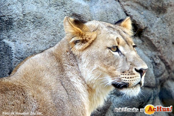 African Lion