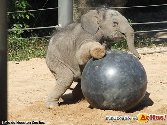 Asian Elephant