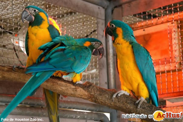 Blue throated Macaws