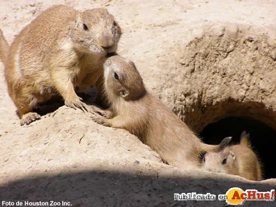 Prairie Dogs