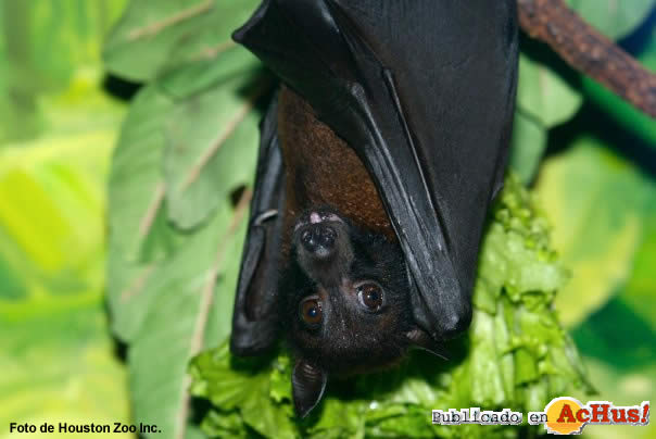 Rupak the Indian Flying Fox