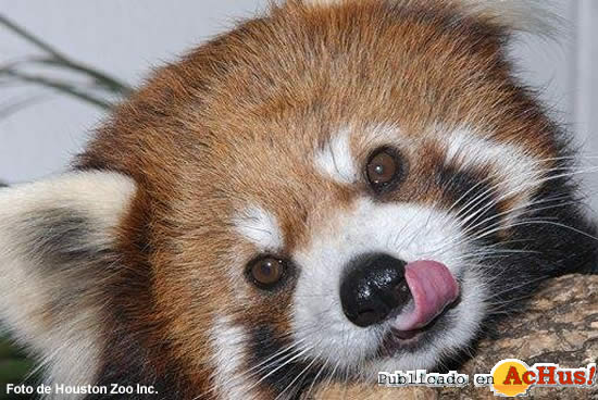 red panda