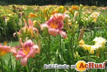 daylilies