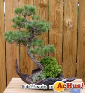 randbonsai 11