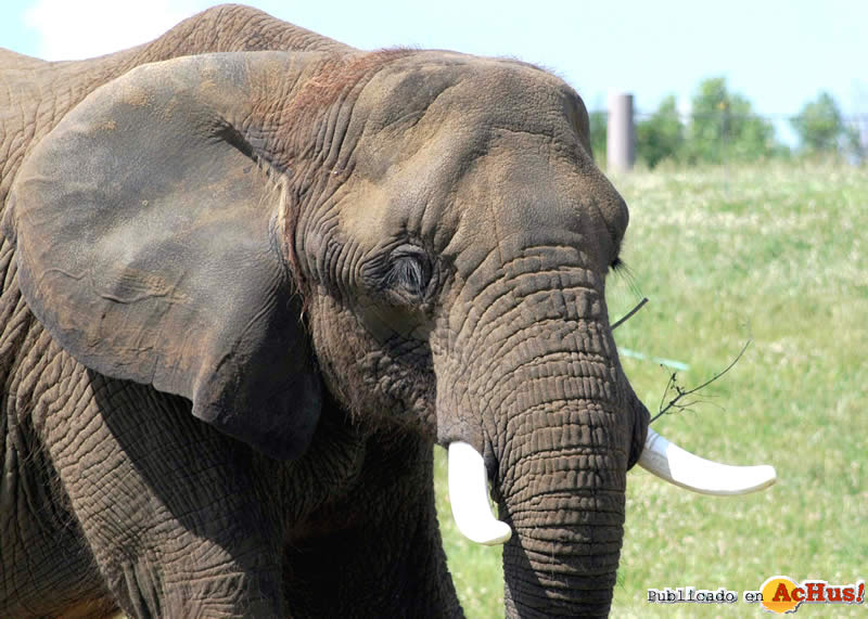 African Elephant