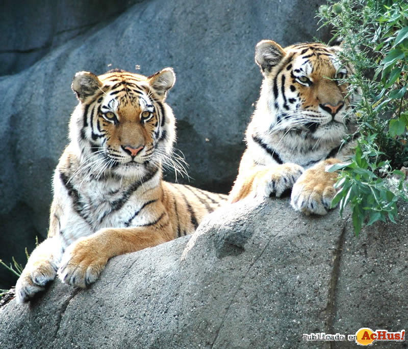 Amur Tigers