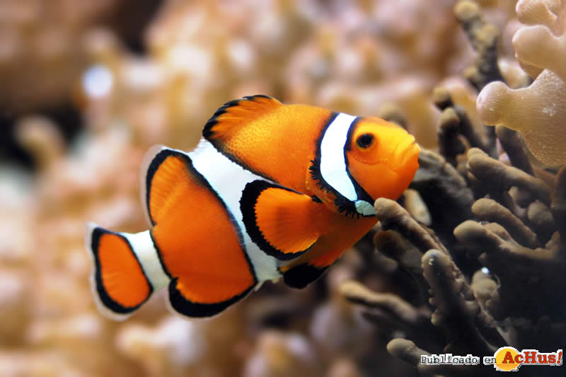 Clownfish