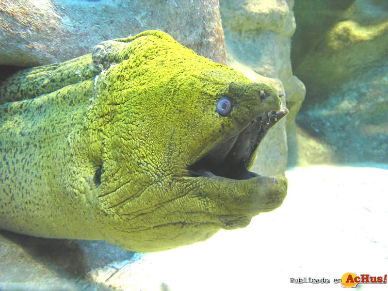 Green Moray