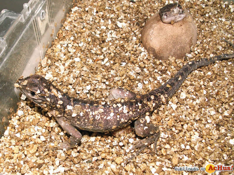 Jamaican Iguana