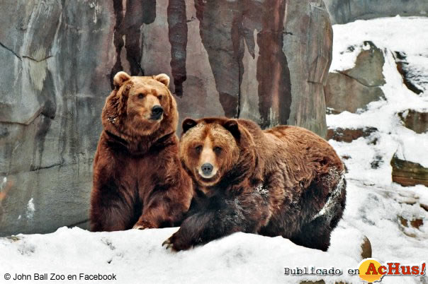 BROWN BEARS