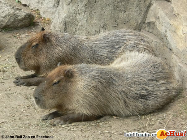 CAPYBARA