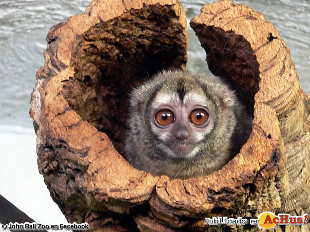 OWL MONKEY