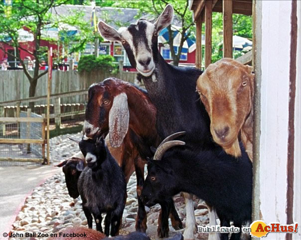 PETTING CORRAL