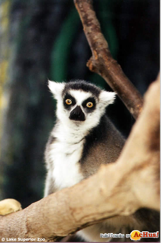 lemur