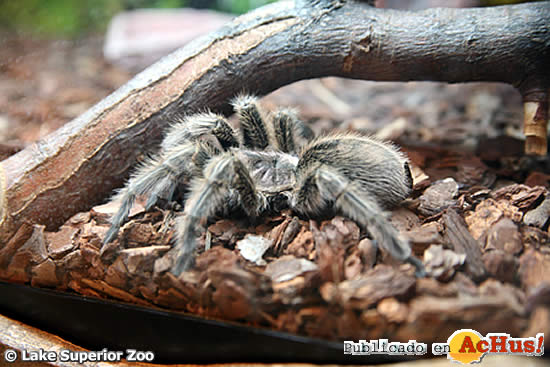 tarantula