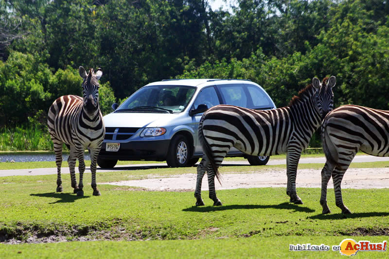 zebras