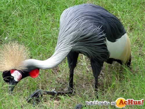 Imagen De Little Rock Zoo Crowned Crane