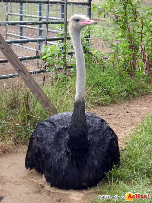 Lookout Mountain Wild Animal Park 02