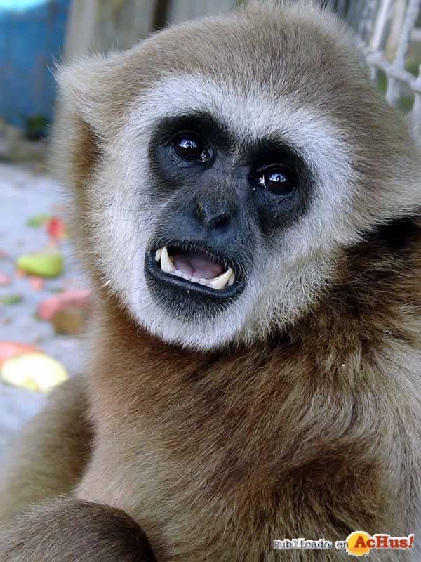 Lookout Mountain Wild Animal Park 04