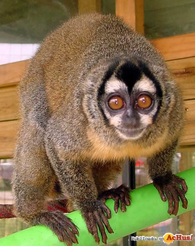 Lookout Mountain Wild Animal Park 05