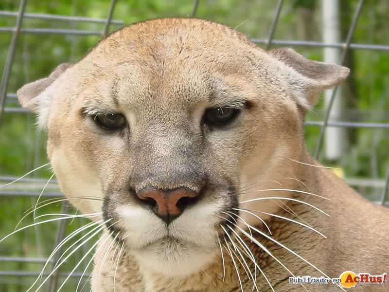 Lookout Mountain Wild Animal Park 06