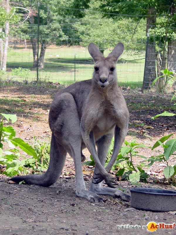 Lookout Mountain Wild Animal Park 07