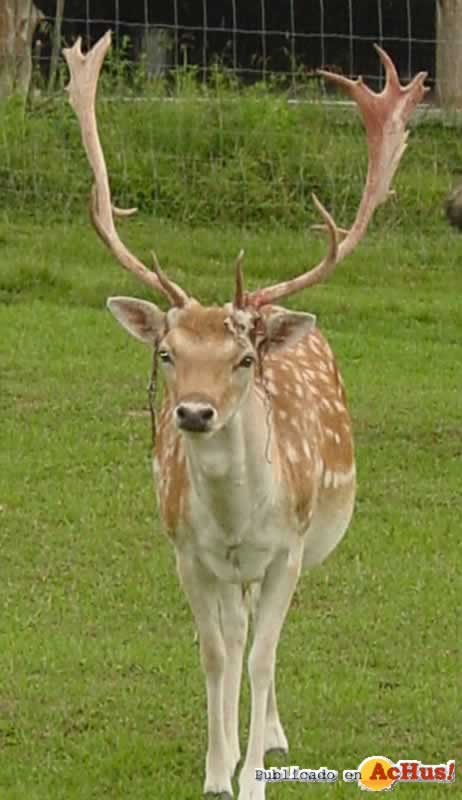 Lookout Mountain Wild Animal Park 08