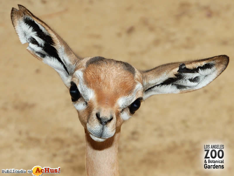 gerenuk