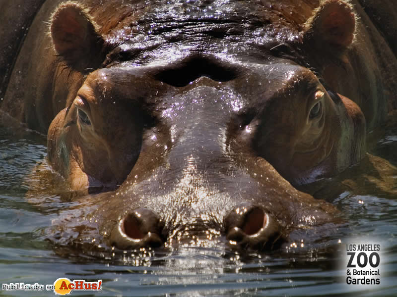 hippo