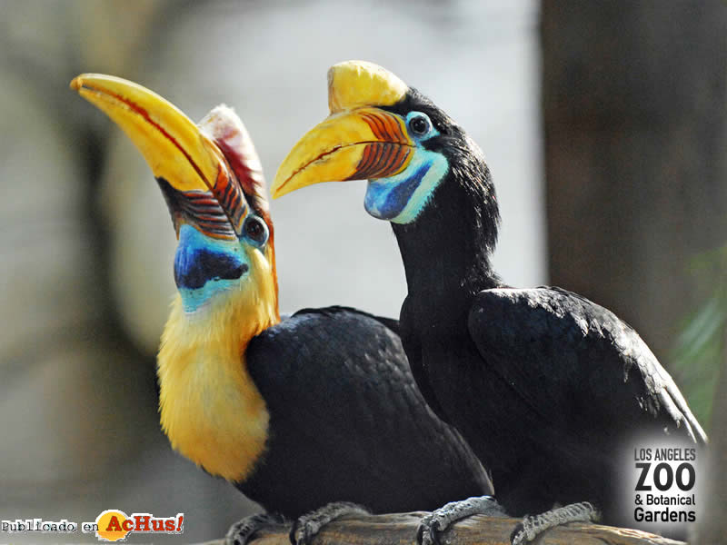 hornbill