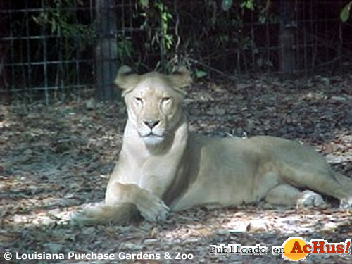 Lion Female
