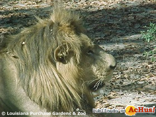 Lion Male
