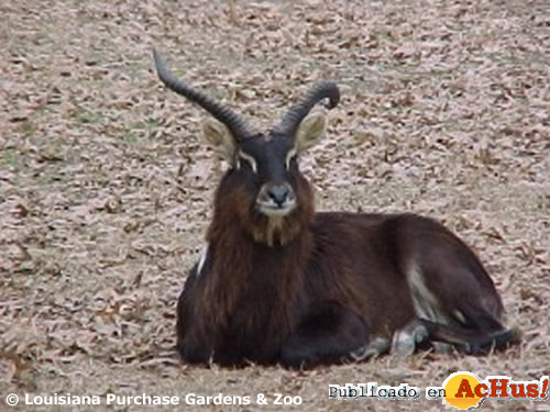 Nile Lechwe Male