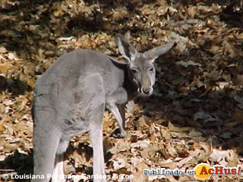 Red Kangaroo