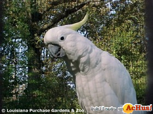 Sulfur crested Cockatoo