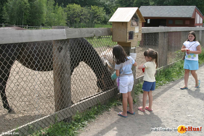 Miniature horses