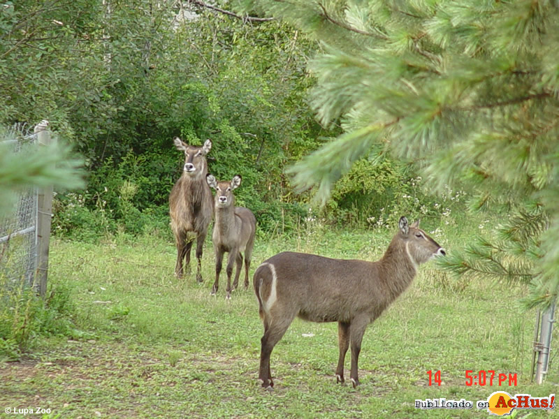 Water bucks